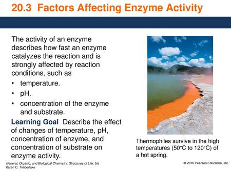 20.3 Factors Affecting Enzyme Activity