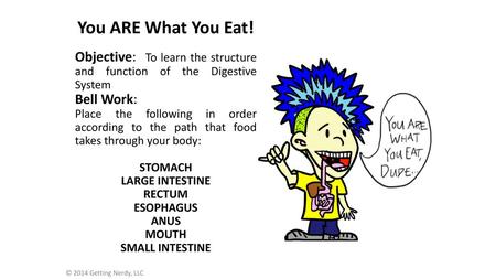 You ARE What You Eat! Objective: To learn the structure and function of the Digestive System Bell Work: Place the following in order according to the.