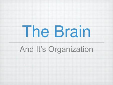 The Brain And It’s Organization.