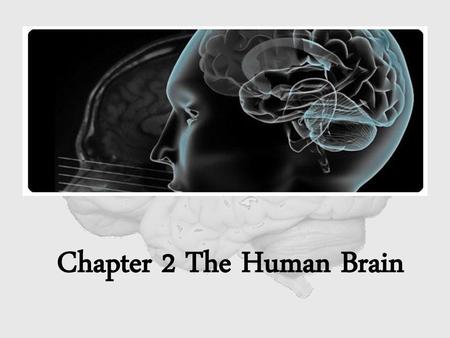 Chapter 2 The Human Brain