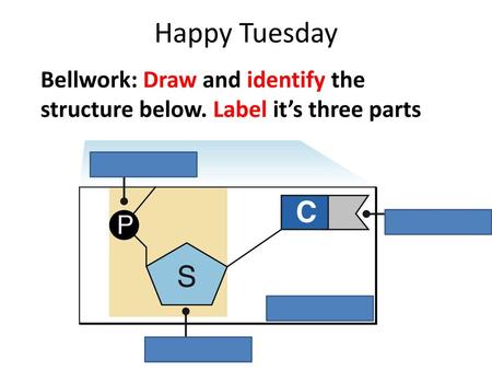 Happy Tuesday Bellwork: Draw and identify the structure below. Label it’s three parts.