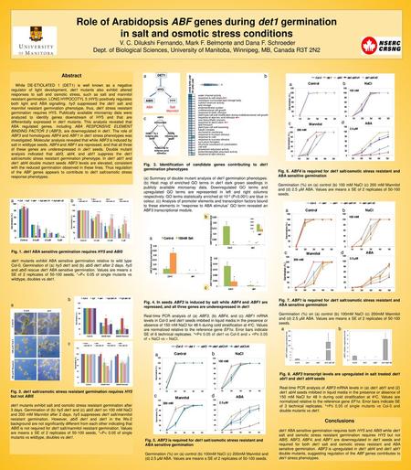 Role of Arabidopsis ABF genes during det1 germination