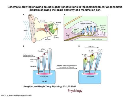 Schematic drawing showing sound signal transductions in the mammalian ear A: schematic diagram showing the basic anatomy of a mammalian ear. Schematic.