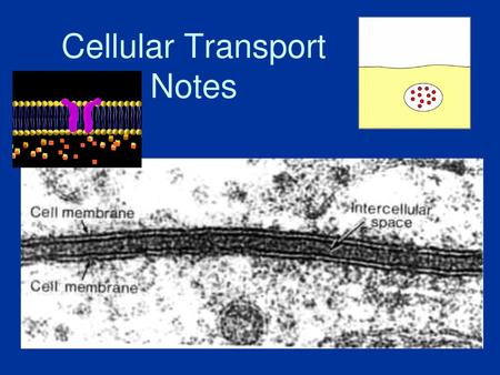 Cellular Transport Notes