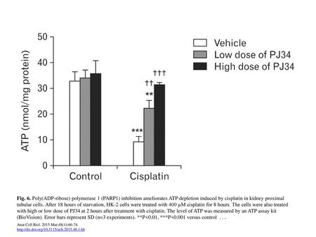 Fig. 6. Poly(ADP-ribose) polymerase 1 (PARP1) inhibition ameliorates ATP depletion induced by cisplatin in kidney proximal tubular cells. After 18 hours.