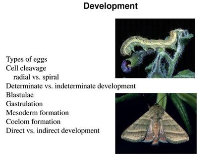 Development Types of eggs Cell cleavage radial vs. spiral