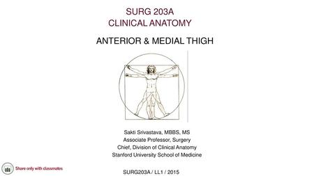 ANTERIOR & MEDIAL THIGH