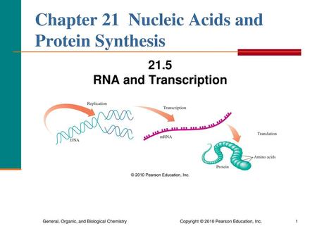 Chapter 21 Nucleic Acids and Protein Synthesis