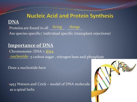 Nucleic Acid and Protein Synthesis