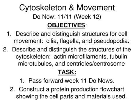 Cytoskeleton & Movement