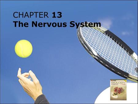 CHAPTER 13 The Nervous System.