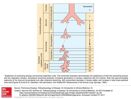 Subdivision of conducting airways and terminal respiratory units