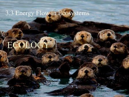 3.3 Energy Flow in Ecosystems