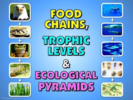 CONCEPTS EXPLORED IN THIS LESSON