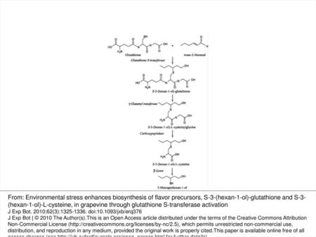 Fig. 1. Proposed pathway leading to the biosynthesis of the glutathionylated pro-precursor (3MH-S-glut) and the cysteinylated precursor (3MH-S-cys) in.