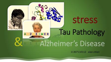 Stress Tau Pathology & Alzheimer’s Disease 11307110112 xiao zitian.