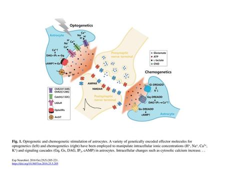 Fig. 1. Optogenetic and chemogenetic stimulation of astrocytes