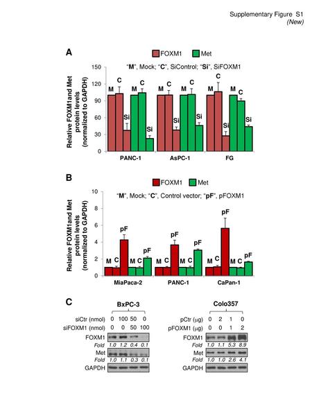 Relative FOXM1and Met protein levels (normalized to GAPDH)