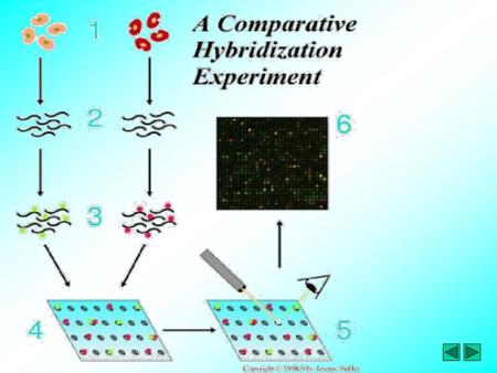 Microarray - Leukemia vs. normal GeneChip System.