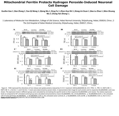 Mitochondrial Ferritin Protects Hydrogen Peroxide-Induced Neuronal Cell Damage Guofen Gao 1 ;Nan Zhang 1 ;Yue-Qi Wang 1 ;Qiong Wu 1 ;Peng Yu 1 ;Zhen-Hua.