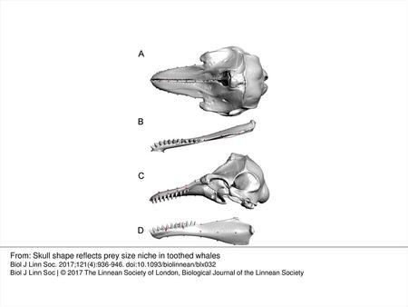 From: Skull shape reflects prey size niche in toothed whales