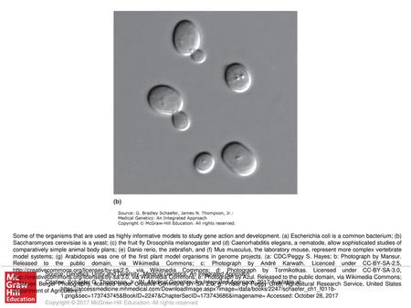 Some of the organisms that are used as highly informative models to study gene action and development. (a) Escherichia coli is a common bacterium; (b)