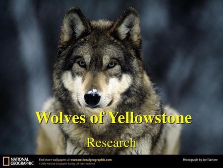 Wolves of Yellowstone Research.