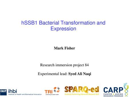 hSSB1 Bacterial Transformation and Expression