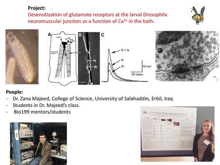 Project: Desensitization of glutamate receptors at the larval Drosophila neuromuscular junction as a function of Ca2+ in the bath. People: Dr. Zana Majeed,