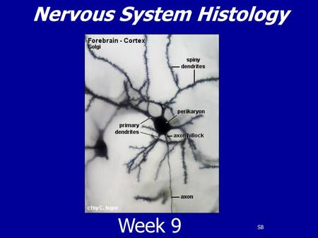 Nervous System Histology