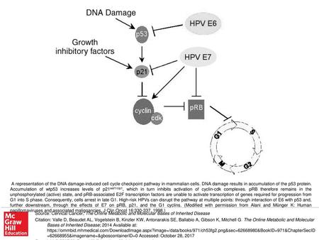 A representation of the DNA damage-induced cell cycle checkpoint pathway in mammalian cells. DNA damage results in accumulation of the p53 protein. Accumulation.