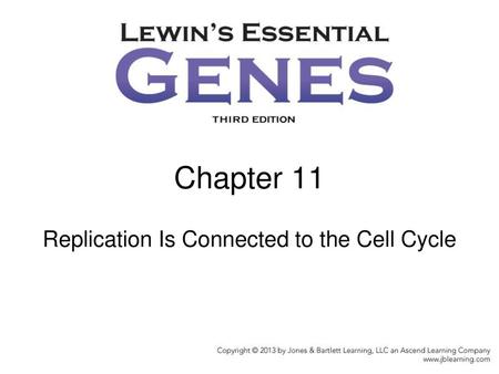 Chapter 11 Replication Is Connected to the Cell Cycle