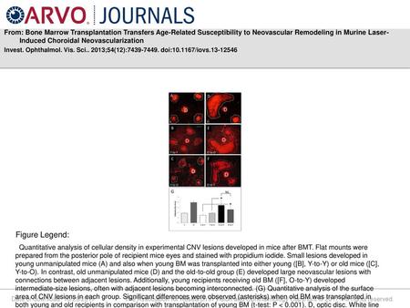 From: Bone Marrow Transplantation Transfers Age-Related Susceptibility to Neovascular Remodeling in Murine Laser-Induced Choroidal Neovascularization Invest.