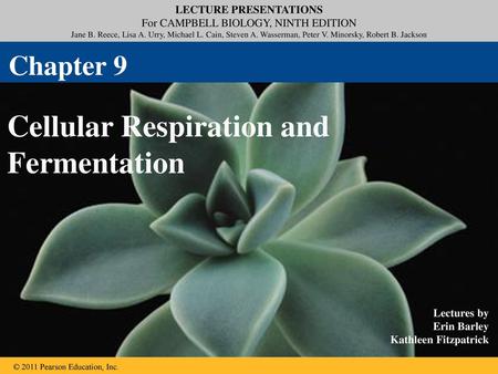 Cellular Respiration and Fermentation