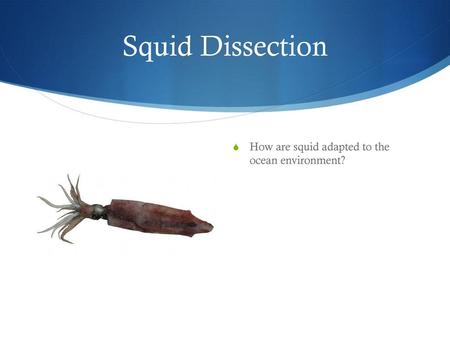 Squid Dissection How are squid adapted to the ocean environment?