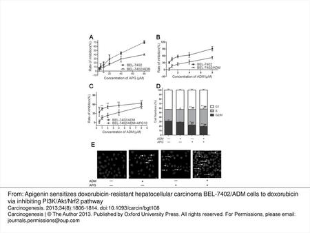 Fig. 1. APG increased the sensitivity of BEL-7402/ADM cells to ADM