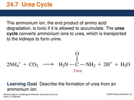 24.7 Urea Cycle The ammonium ion, the end product of amino acid degradation, is toxic if it is allowed to accumulate. The urea cycle converts ammonium.