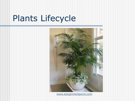 Plants Lifecycle www.assignmentpoint.com.