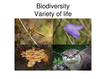 Biodiversity Variety of life