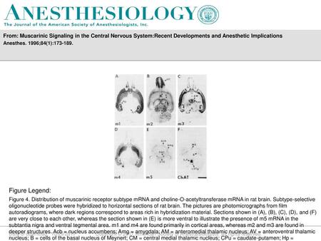 From: Muscarinic Signaling in the Central Nervous System:Recent Developments and Anesthetic Implications Anesthes. 1996;84(1):173-189. Figure Legend: Figure.