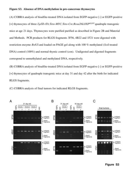 Figure S3.  Absence of DNA methylation in pre-cancerous thymocytes