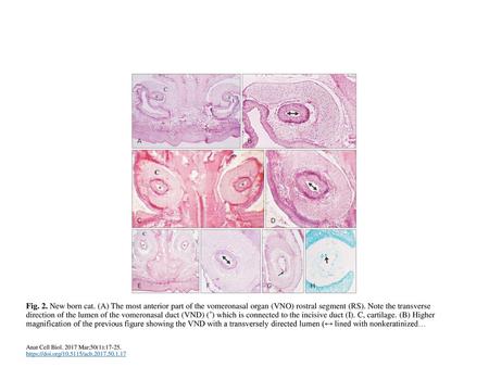 Fig. 2. New born cat. (A) The most anterior part of the vomeronasal organ (VNO) rostral segment (RS). Note the transverse direction of the lumen of the.