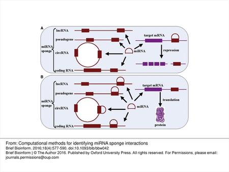 From: Computational methods for identifying miRNA sponge interactions