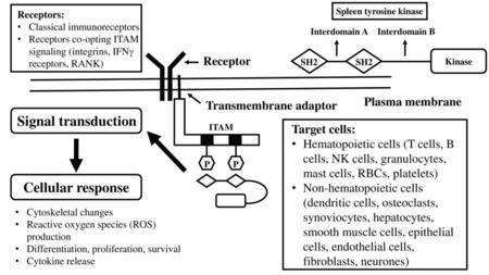 Signal transduction Cellular response