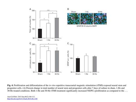 Fig. 4. Proliferation and differentiation of the in vitro repetitive transcranial magnetic stimulation (rTMS) exposed neural stem and progenitor cells.