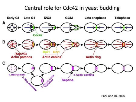 Central role for Cdc42 in yeast budding