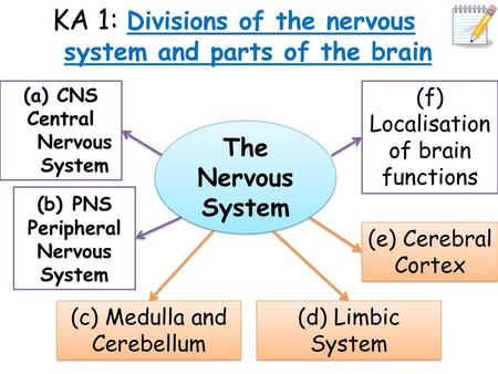 KA 1: Divisions of the nervous system and parts of the brain