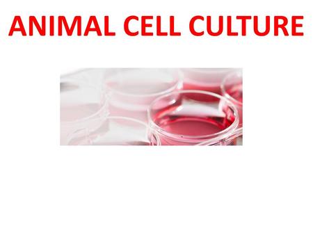 ANIMAL CELL CULTURE.