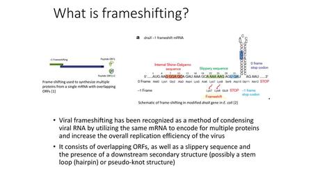 What is frameshifting? Frame-shifting used to synthesize multiple