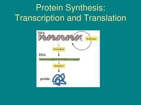 Protein Synthesis: Transcription and Translation